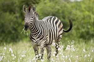 Adult Plains Zebra (Equus quagga) feeding on vegetation, Kruger National Park, Limpopo Adult Plains Zebra (Equus quagga) feeding on vegetation, Kruger National Park, Limpopo