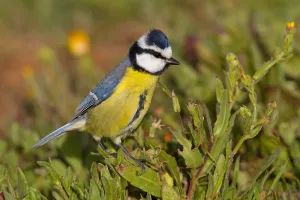 African Blue Tit (Cyanistes teneriffae), Canary Islands, Spain African Blue Tit (Cyanistes teneriffae), Canary Islands, Spain