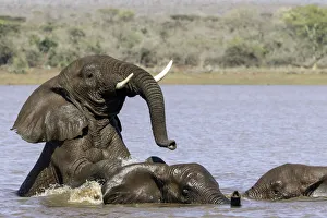 African bush elephant (Loxodonta africana) playing in the water, Mpumalanga, South-Africa