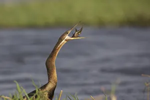 African Darter (Anhinga rufa) with captured fish prey, Chobe, Botswana African Darter (Anhinga rufa) with captured fish prey, Chobe, Botswana