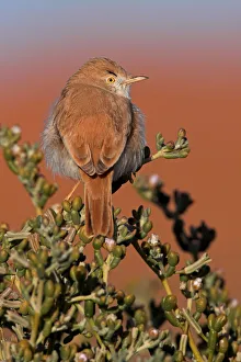 Passerine Prints: African Desert Warbler (Sylvia deserti), Erfoud-Merzouga, Morocco