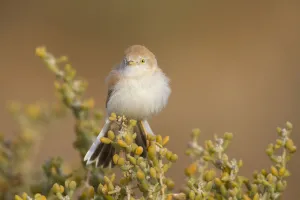 Passerine Prints: African Desert Warbler (Sylvia deserti), Morocco