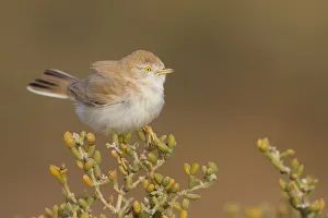 African Desert Warbler (Sylvia deserti), Morocco