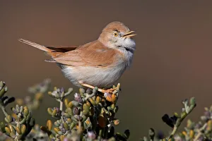 African Desert Warbler (Sylvia deserti) singing, Morocco