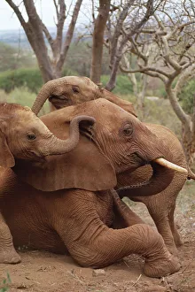 African Elephant (Loxodonta africana) orphans explore an older male orphan named Imenti African Elephant (Loxodonta africana) orphans explore an older male orphan named Imenti