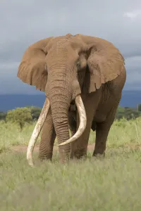 African Elephant (Loxodonta africana) bull with large tusks called Tim the Tusker