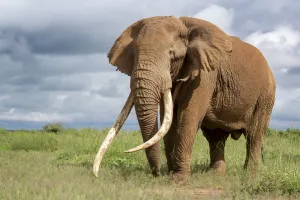 African Elephant (Loxodonta africana) bull with large tusks called Tim the Tusker