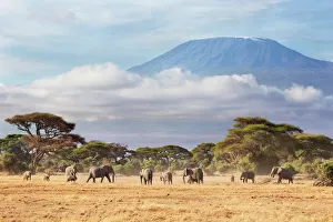 African Elephant (Loxodonta africana) herd with Mount Kilimanjaro in the background African Elephant (Loxodonta africana) herd with Mount Kilimanjaro in the background