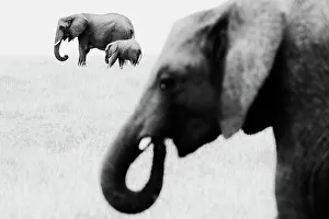 African Elephant (Loxodonta africana) adult with calf crossing savannah with a second adult in the foreground feeding, Maasai Mara National Reserve, Rift Valley Province, Kenya