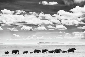 African Elephant (Loxodonta africana) herd of African elephants crossing savannah, Maasai Mara National Reserve, Rift Valley Province, Kenya