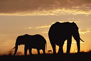 African Elephant (Loxodonta africana) mother and calf silhouetted at sunset, Kenya