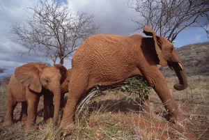 African Elephant (Loxodonta africana) Natumi watches bigger orphan scratching belly on small tree
