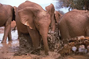 African Elephant (Loxodonta africana) orphan, Natumi, charging and playing in mud bath