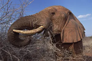 African Elephant (Loxodonta africana) orphan called Dika browsing in scrub, David