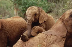 African Elephant (Loxodonta africana) orphan called Edie playing with Imenti, David
