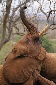 African Elephant (Loxodonta africana) orphan called Imenti, trumpeting, David Sheldrick