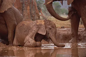 African Elephant (Loxodonta africana) orphan called Nyiro, stranded in mud bath, David