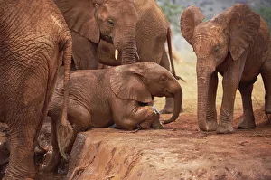 African Elephant (Loxodonta africana) orphan called Nyiro, crawling out of mud bath