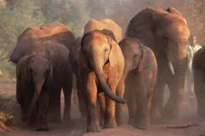 African Elephant (Loxodonta africana) the orphan eight being led back to night stockade