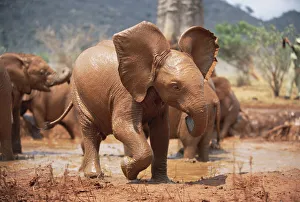 African Elephant (Loxodonta africana) orphan Natumi, play-charging, David Sheldrick Wildlife Trust