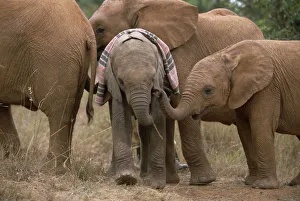 African Elephant (Loxodonta africana) orphaned baby Sweet Sally, meeting other orphans