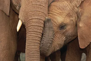 African Elephant (Loxodonta africana) orphans, Malalka with Natumi, David Sheldrick Wildlife Trust