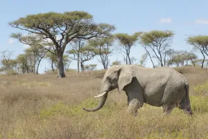 African elephant (Loxodonta africana) walking in African landscape, Seregeti national park