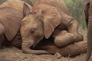 African Elephant (Loxodonta africana) young orphan explores Imenti, an old male orphan