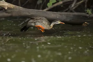 Uganda Prints: African Finfoot (Podica senegalensis) female jumping, Lake Mburo National Park, Uganda