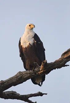 Accipitridae Prints: African Fish Eagle (Haliaeetus vocifer), Chobe, Botswana