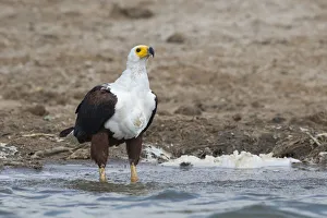 Accipitridae Prints: African Fish Eagle (Haliaeetus vocifer), Queen Elizabeth National Park, Uganda