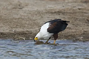 Accipitridae Prints: African Fish Eagle (Haliaeetus vocifer) drinking, Queen Elizabeth National Park, Uganda