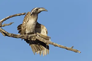 African Grey Hornbill (Lophoceros nasutus), Northern Cape, Kgalagadi Transfrontier Park African Grey Hornbill (Lophoceros nasutus), Northern Cape, Kgalagadi Transfrontier Park