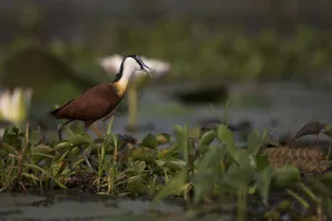 African Jacana (Actophilornis africanus) foraging, Semuliki National Park, Uganda African Jacana (Actophilornis africanus) foraging, Semuliki National Park, Uganda