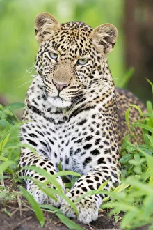 African Leopard (Panthera pardus) lying down in forest, looking at camera African Leopard (Panthera pardus) lying down in forest, looking at camera