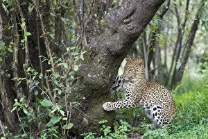 African Leopard (Panthera pardus) marking tree for territory in forest