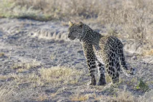 African Leopard (Panthera pardus pardus) adult, standing in grass, Serengeti national park, Tanzania African Leopard (Panthera pardus pardus) adult, standing in grass, Serengeti national park, Tanzania