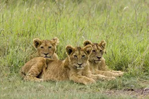 Lying Down Prints: African Lion (Panthera leo) three cubs laying in the grass, Ngorongoro Conservation Area