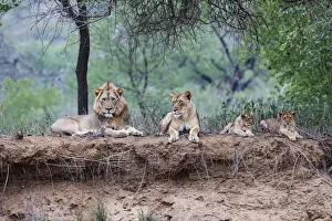 African Lion (Panthera leo) family lying down on the top of the dry riverbed of