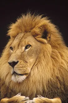 Close Prints: African Lion (Panthera leo) male, portrait, Washington Park Zoo, Portland, Oregon