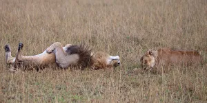 Masai Mara Prints: African Lion (Panthera leo) male and female resting next to each other, Masai Mara, Kenya