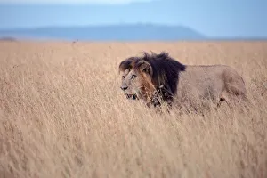 Masai Mara Prints: African Lion (Panthera leo) male alone in grassland, Masai Mara, Kenya
