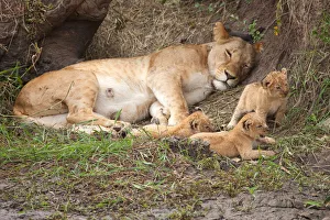 African Lion (Panthera leo) mother with 3 cubs, Masai Mara, Kenya African Lion (Panthera leo) mother with 3 cubs, Masai Mara, Kenya