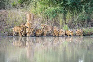 Woodland Prints: African Lion (Panthera leo) mother and cubs drinking at pool, South Africa, Limpopo
