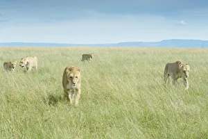 African Lion (Panthera leo) pride walking on savanna, Maasai Mara National Reserve, Kenya African Lion (Panthera leo) pride walking on savanna, Maasai Mara National Reserve, Kenya