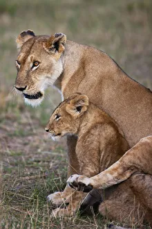 Family Prints: African Lioness (Panthera leo) draping her back leg affectionately over her cub, Kenya