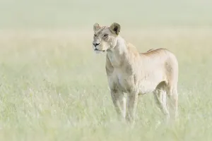African Lioness (Panthera leo) standing in savannah, looking at camera African Lioness (Panthera leo) standing in savannah, looking at camera