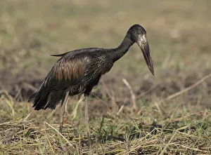African Openbill (Anastomus lamelligerus) foraging, Chobe, Botswana