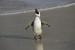 African Penguin (Spheniscus demersus) on beach, Western Cape, South Africa African Penguin (Spheniscus demersus) on beach, Western Cape, South Africa