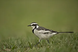 African Pied Wagtail (Motacilla aguimp vidua) juvenile, Kibale National Park, Uganda African Pied Wagtail (Motacilla aguimp vidua) juvenile, Kibale National Park, Uganda
